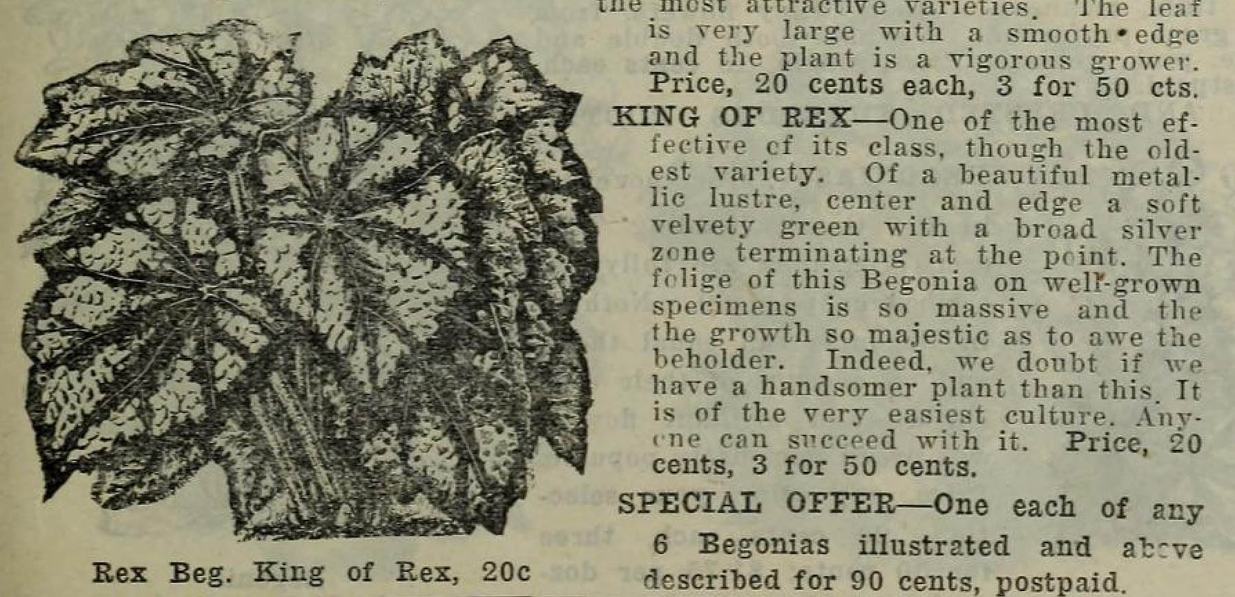 B. ‘King Of Rex’